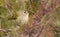 Goldcrest, Regulus regulus, golden-crested kinglet