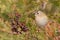 Goldcrest, Regulus regulus, golden-crested kinglet. Songbird