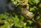 A Goldcrest, Regulus regulus, hunting for insects to eat on a lichen covered branch on a Hawthorn Tree.