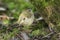 A Goldcrest, Regulus regulus, looking for insects to eat in the moss at the base of a tree trunk in woodland.