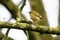 Goldcrest (Regulus regulus) perched on a branch in early spring, taken London, in the UK