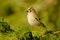 Goldcrest - Regulus regulus sitting on the branch of the spruce. very small passerine bird in the kinglet family. Its colourful