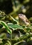 Goldcrest (Regulus regulus) - The smallest bird in Europe