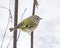 Goldcrest (Regulus regulus) is a very small passerine bird in the Regulidae family.