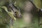 Goldcrest Regulus regulus a very small passerine bird searchin