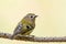 Goldcrest sitting on a branch. Small beautiful bird.