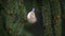 Goldcrest sitting on a branch in spring color