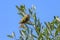 A Goldcrest sitting on an olive tree