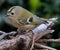 Goldcrest, the smallest British wild bird.