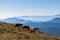 Goldeck - Group of cows grazing on alpine meadow with panoramic view of magical mountain of Karawanks and Julian Alps