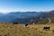 Goldeck - Group of cows grazing on alpine meadow with panoramic view of magical mountain of Karawanks and Julian Alps