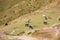 Goldeck - Group of wild horses grazing on alpine meadow on Goldeck, Latschur group, Gailtal Alps, Carinthia, Austria