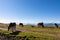 Goldeck - Herd of wild horses grazing on alpine meadow with scenic view of magical mountain of Karawanks and Julian Alps