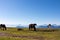 Goldeck - Herd of wild horses grazing on alpine meadow with scenic view of magical mountain of Karawanks and Julian Alps