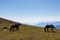 Goldeck - Herd of wild horses grazing on alpine meadow with scenic view of magical mountain of Karawanks and Julian Alps