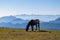 Goldeck - Single wild horse grazing on alpine meadow with scenic view of magical mountain of Karawanks and Julian Alps