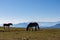 Goldeck - Two wild horses grazing on alpine meadow with scenic view of magical mountain of Karawanks and Julian Alps