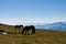 Goldeck - Two wild horses grazing on alpine meadow with scenic view of magical mountain of Karawanks and Julian Alps