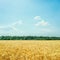 golden agriculture field and blue sky with clouds over it