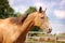 Golden akhal-teke horse poratrait