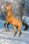 Golden akhal-teke horse portrait