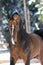 Golden Akhal-teke horse portrait in winter