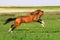 Golden akhal-teke horse runs gallop