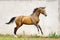 Golden akhal-teke stallion