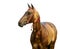 Golden akhal-teke stallion