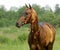 Golden akhal-teke stallion