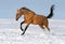 Golden akhalteke stallion running