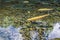 Golden albino and ordinary trout in a mountain stream 02