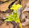 Golden Alexander Plant wildflower in Spring