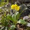 Golden alpine auricula primrose