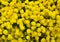 Golden alyssum Aurinia saxatilis