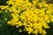 Golden alyssum in full bloom