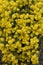 Golden Alyssum Yellow Flowers Background