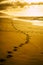 Golden amazing scenic place sunset at the wild beach with footprint - travel and discover destinations alternative inthe world -