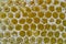 Golden Amber Honey Filled Honeycomb Close-up Frame