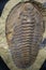 Golden ammonite closeup vertical photo