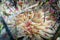 Golden anemone -Condylactis aurantiaca, sea anemone in to the Mediterranean sea