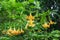 Golden angel`s trumpet Brugmansia aurea - Florida, USA