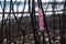 Golden apple snail`s eggs in bright pink and white color clinging to the branches of dead pricky wood weed in the lake.