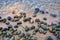 Golden apple snails on the beach