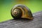 Golden applesnail