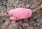 Golden applesnail in dried branches on the ground ,  laying eggs of pink channeled cherry shell freshwater nature background