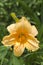 Golden Apricot Color Daylily Blossom - Hemerocallis