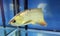 Golden arowana