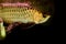 Golden arowana fish or dragon fish in fish tank