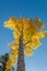 Golden Aspen in Autumn